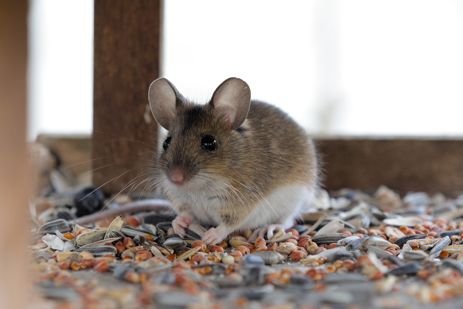 Waldmaus Foto & Bild | tiere, wildlife, wildlife in der stadt Bilder