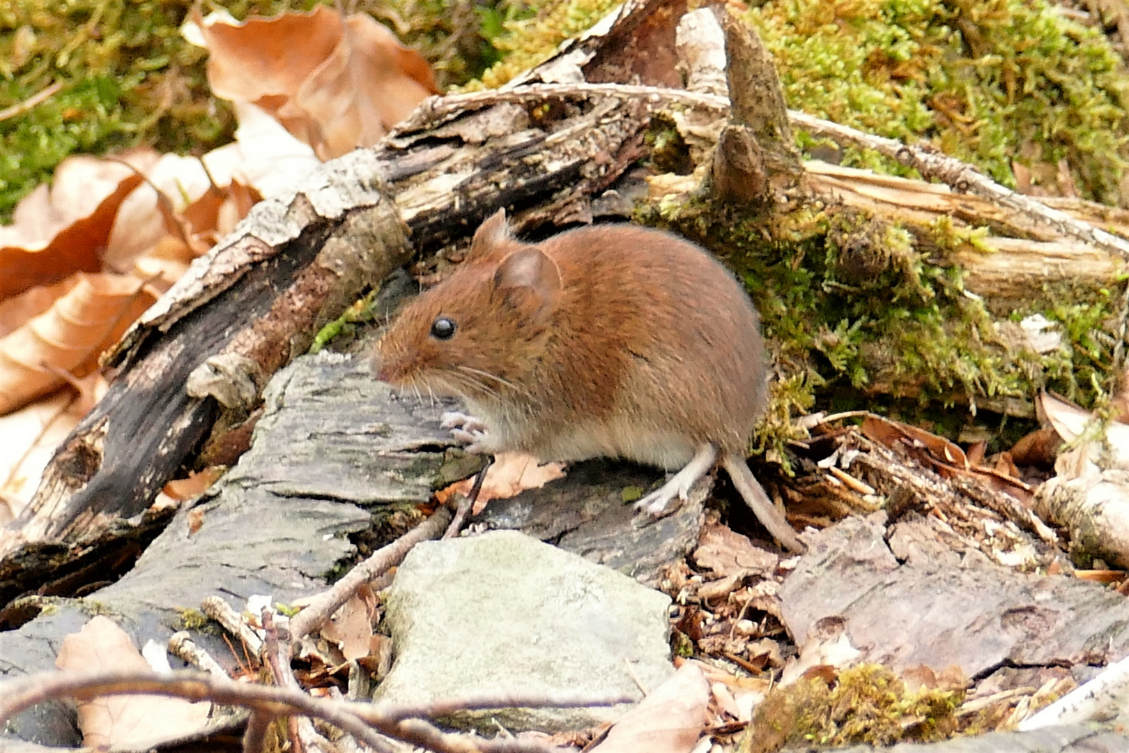 Waldmaus