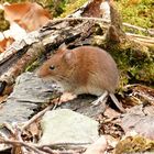 Waldmaus