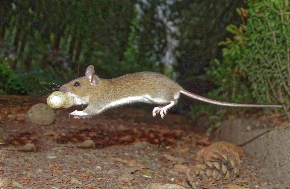 Waldmaus Foto & Bild tiere, wildlife, säugetiere Bilder