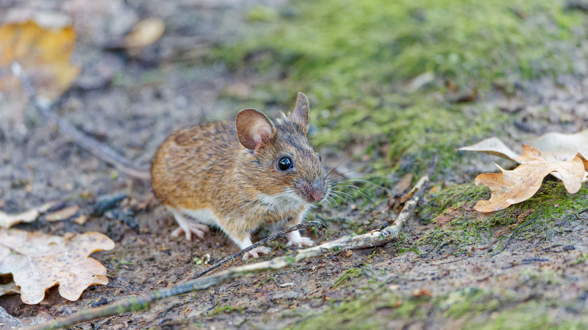 Waldmaus