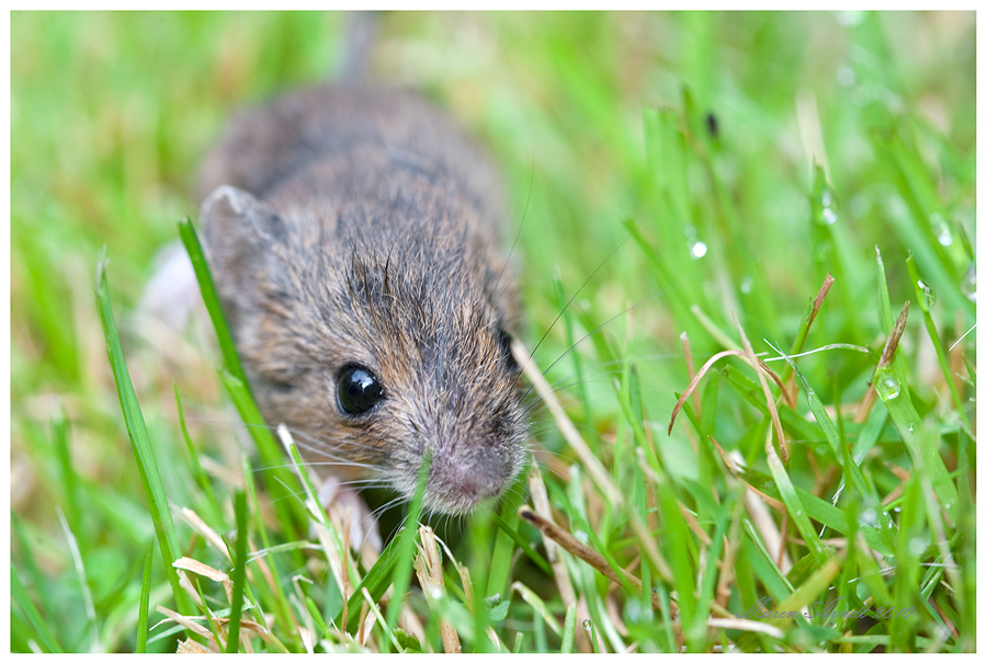 Waldmaus