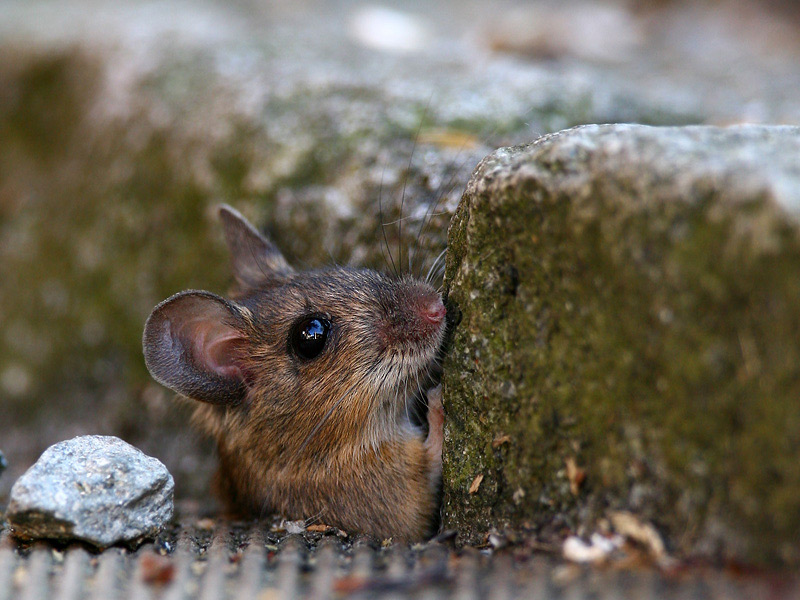 Waldmaus