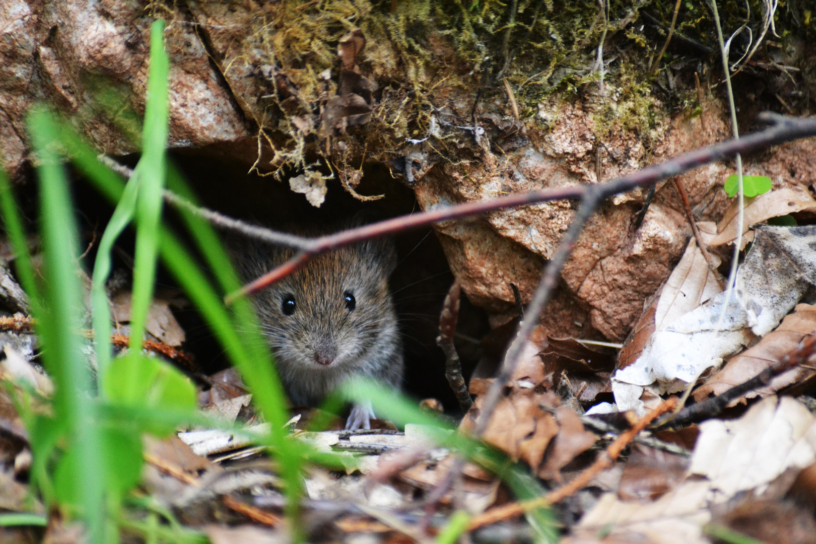 Waldmaus