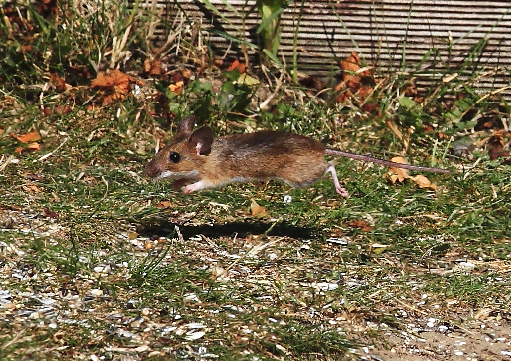 Waldmaus (Apodemus sylvaticus)