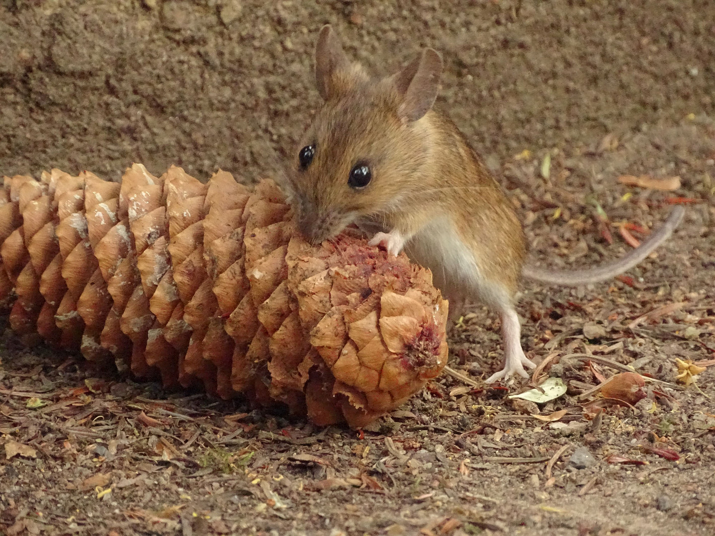 Waldmaus (Apodemus sylvaticus)