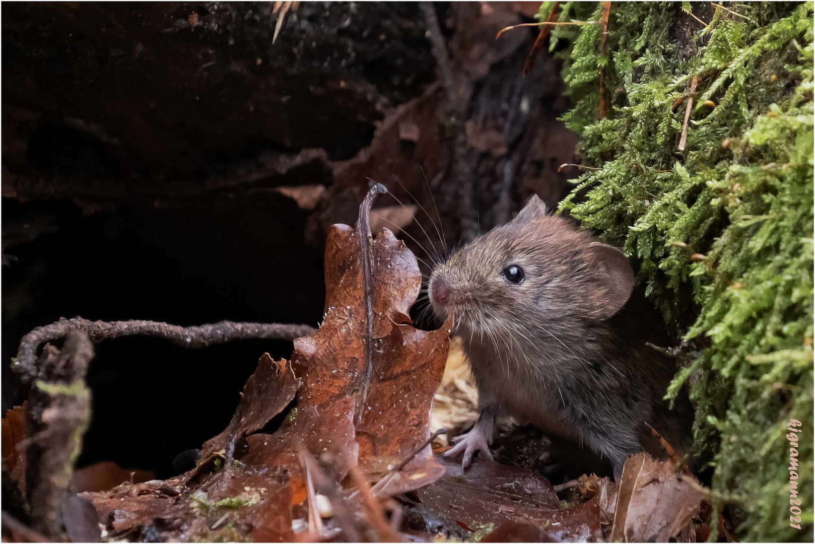 waldmaus (apodemus sylvaticus) ....