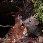 waldmaus (apodemus sylvaticus) ....