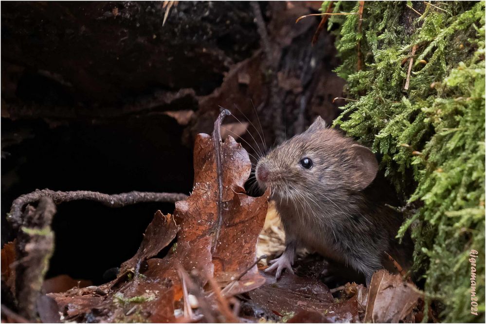 waldmaus (apodemus sylvaticus) ....