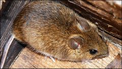 Waldmaus (apodemus sylvaticus)