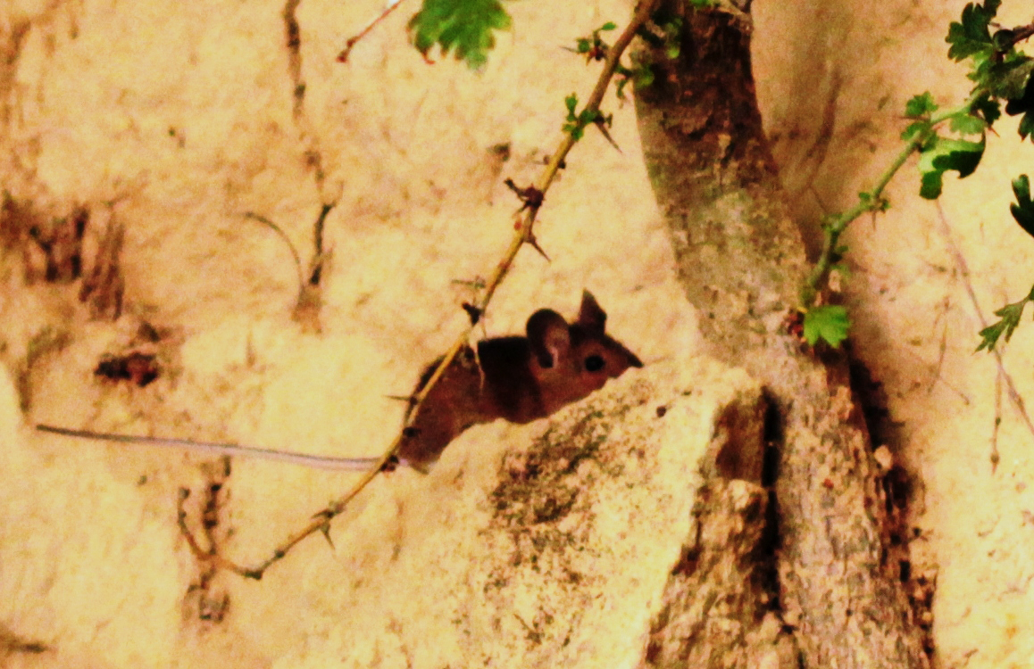 Waldmaus (Apodemus sylvaticus)