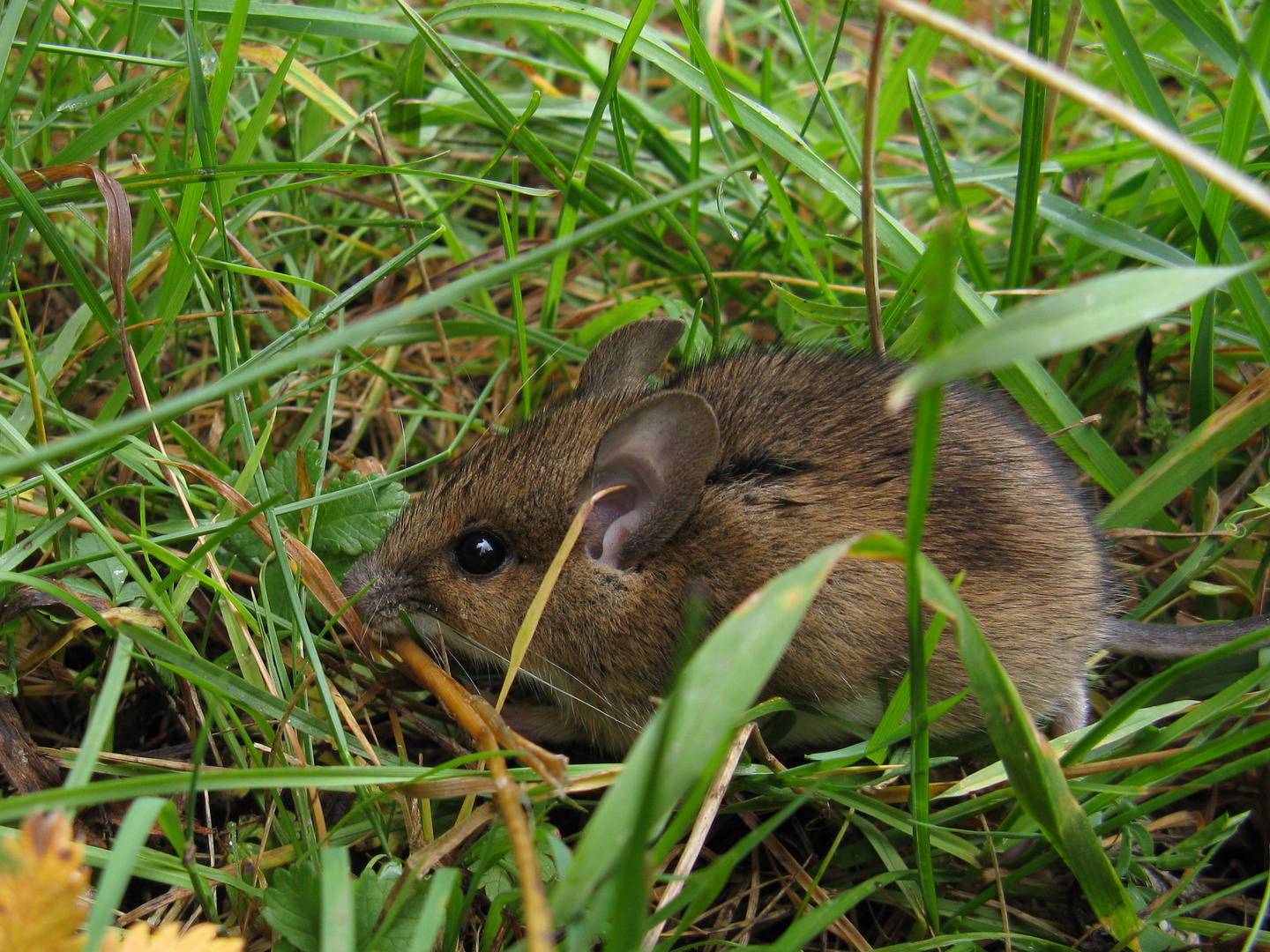 Waldmaus (Apodemus sylvaticus)