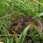 Waldmaus (Apodemus sylvaticus)