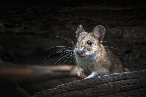 Waldmaus (Apodemus sylvaticus)