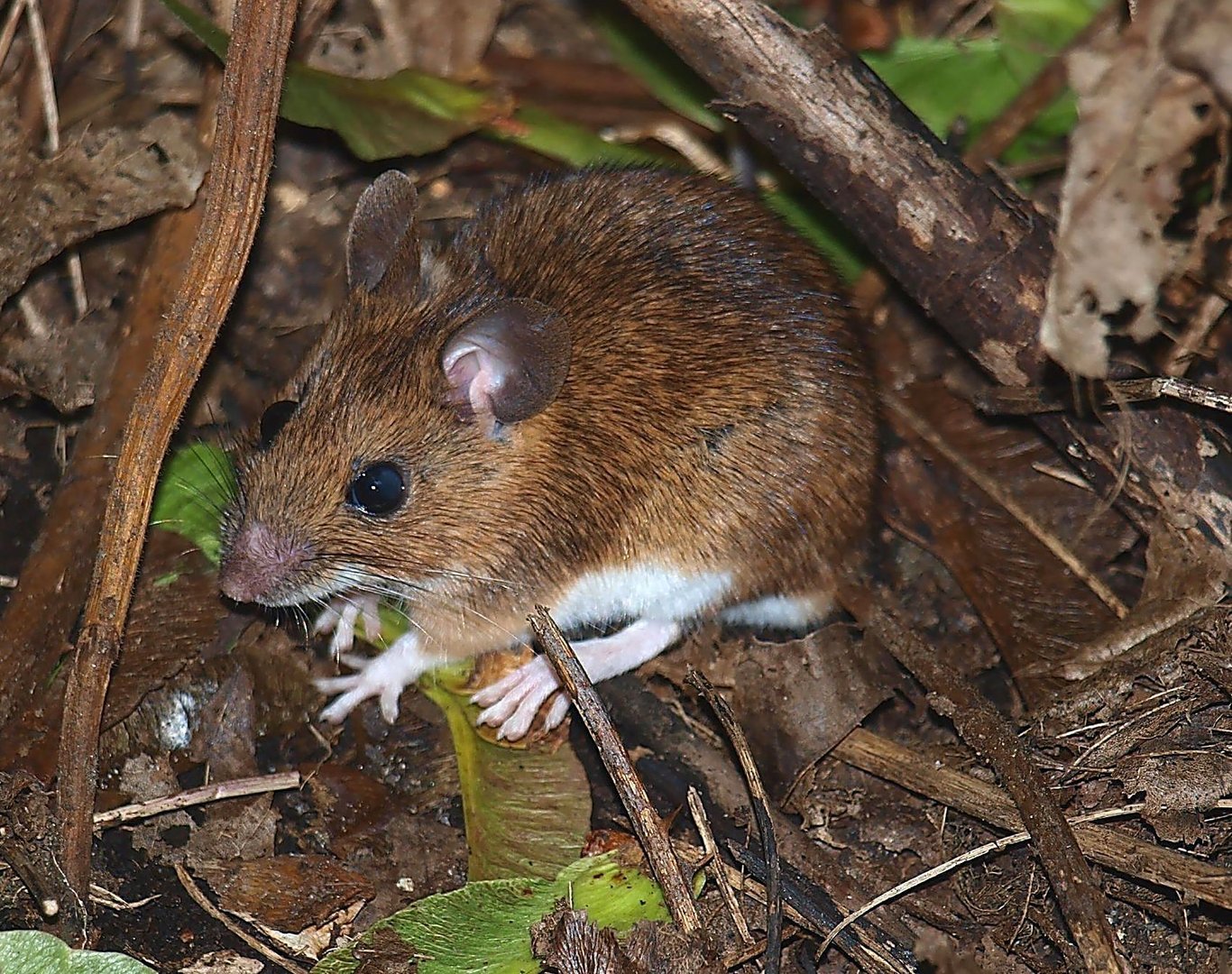 Waldmaus - Apodemus sylvaticus