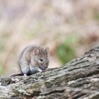 Waldmaus (Apodemus sylvaticus)