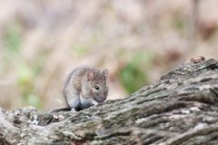 Waldmaus (Apodemus sylvaticus)