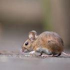 Waldmaus (Apodemus sylvaticus)