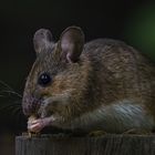  Waldmaus (Apodemus sylvaticus)