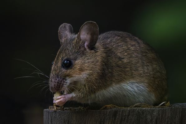  Waldmaus (Apodemus sylvaticus)
