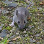 Waldmaus auf Futtersuche