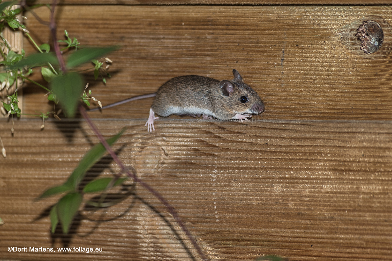 Waldmaus auf Wanderschaft