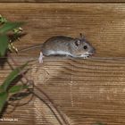 Waldmaus auf Wanderschaft