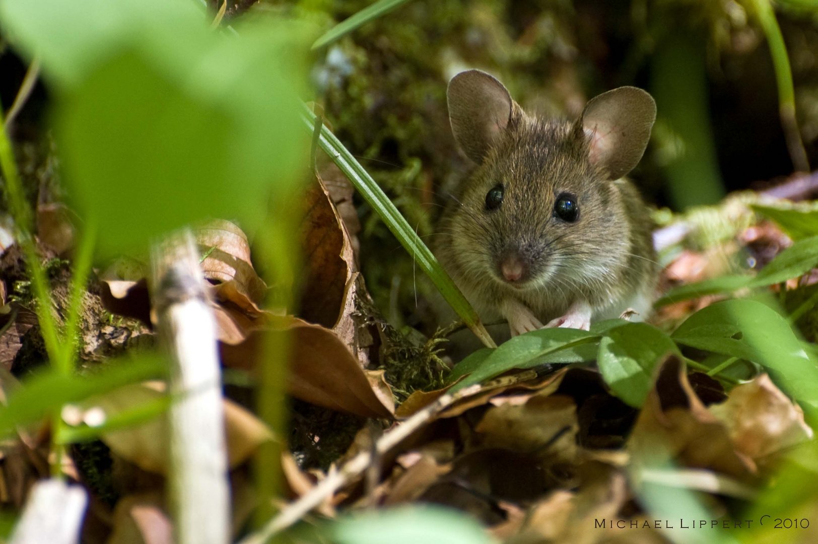 Waldmaus Foto & Bild tiere, wildlife, wildlife sonstige tiere Bilder
