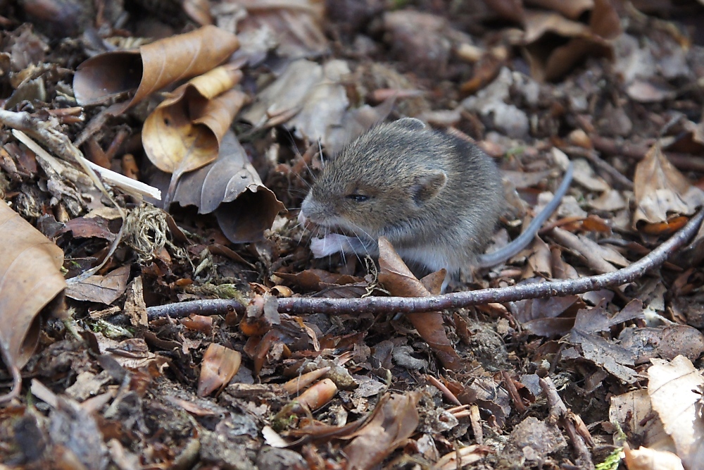 Waldmaus