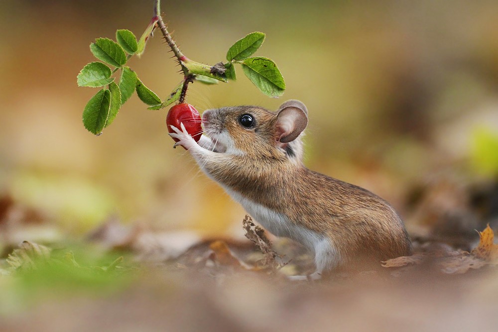 Waldmaus