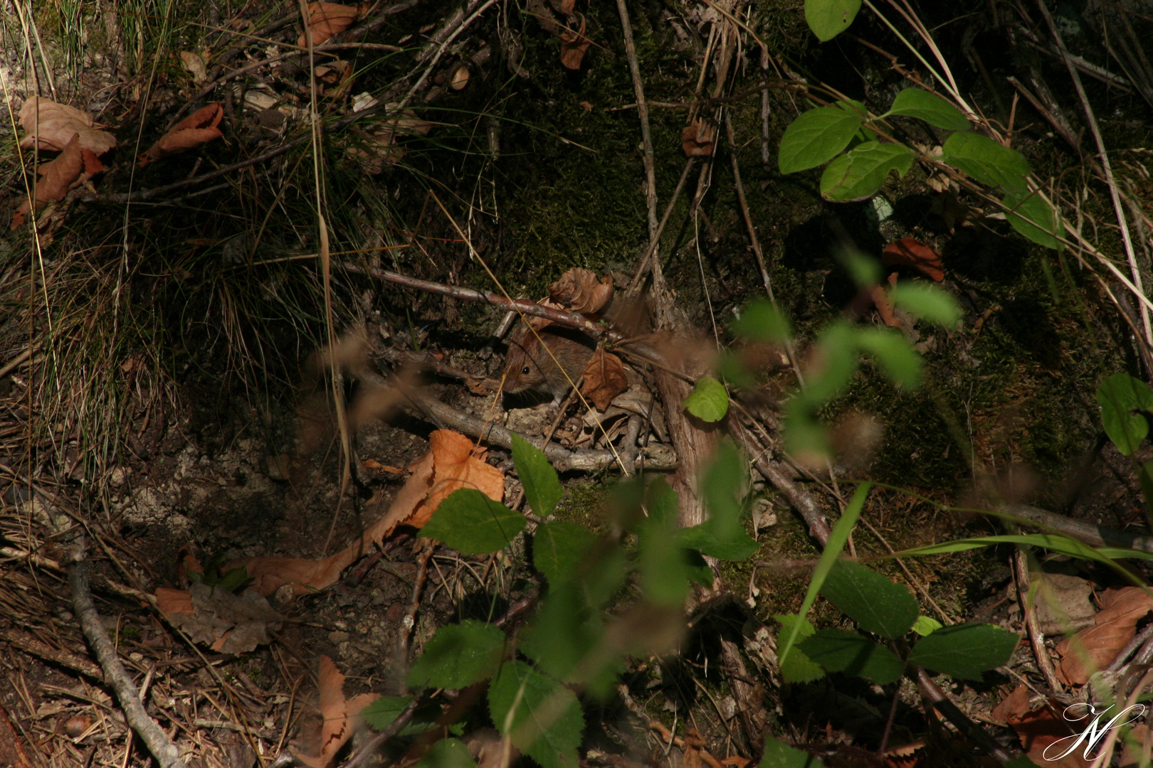 Waldmaus