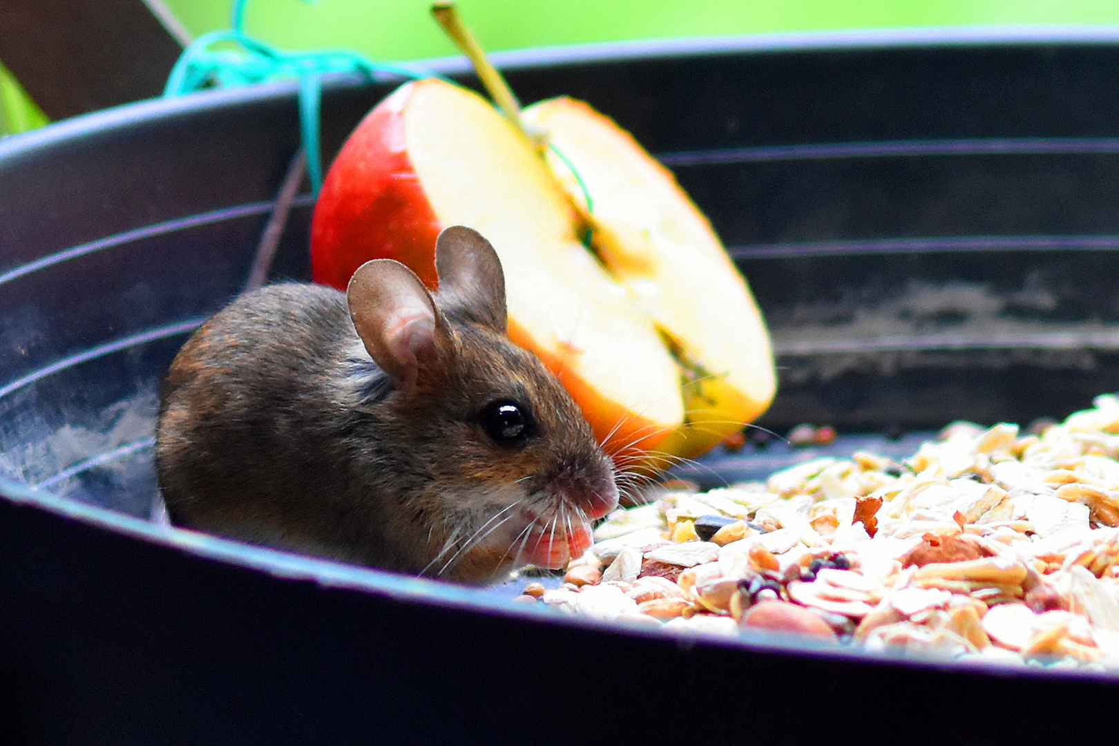 Waldmaus beim Frühstück