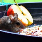 Waldmaus beim Frühstück