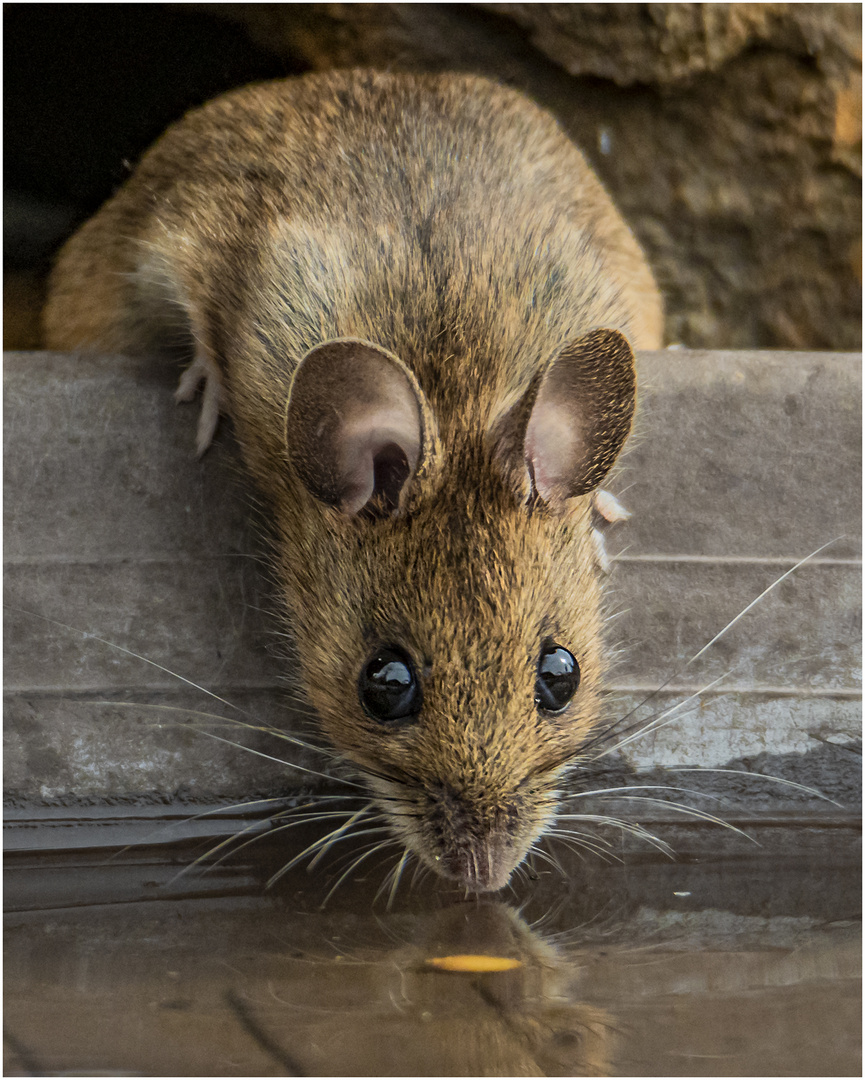 Waldmaus