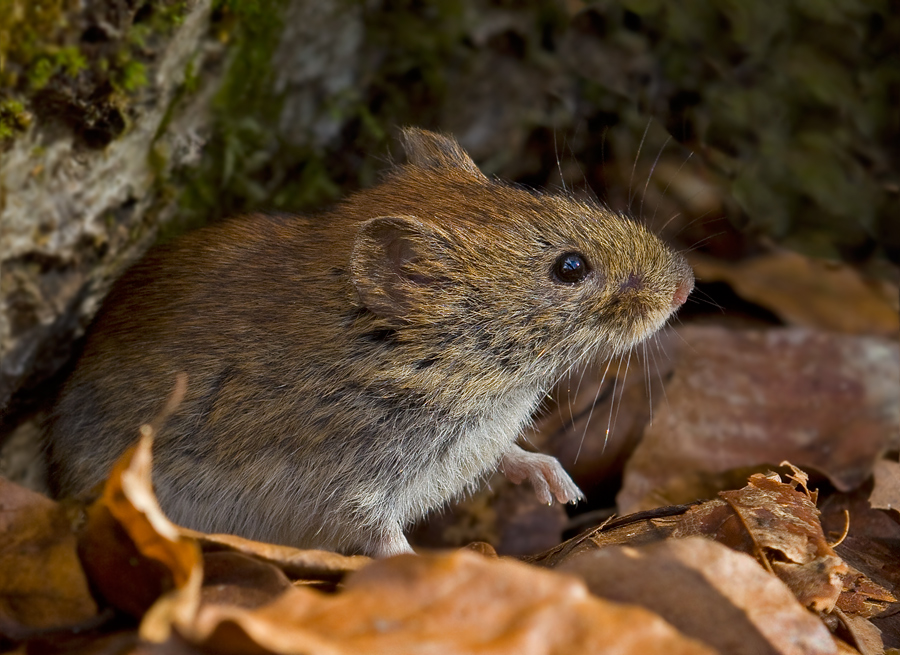 Waldmaus