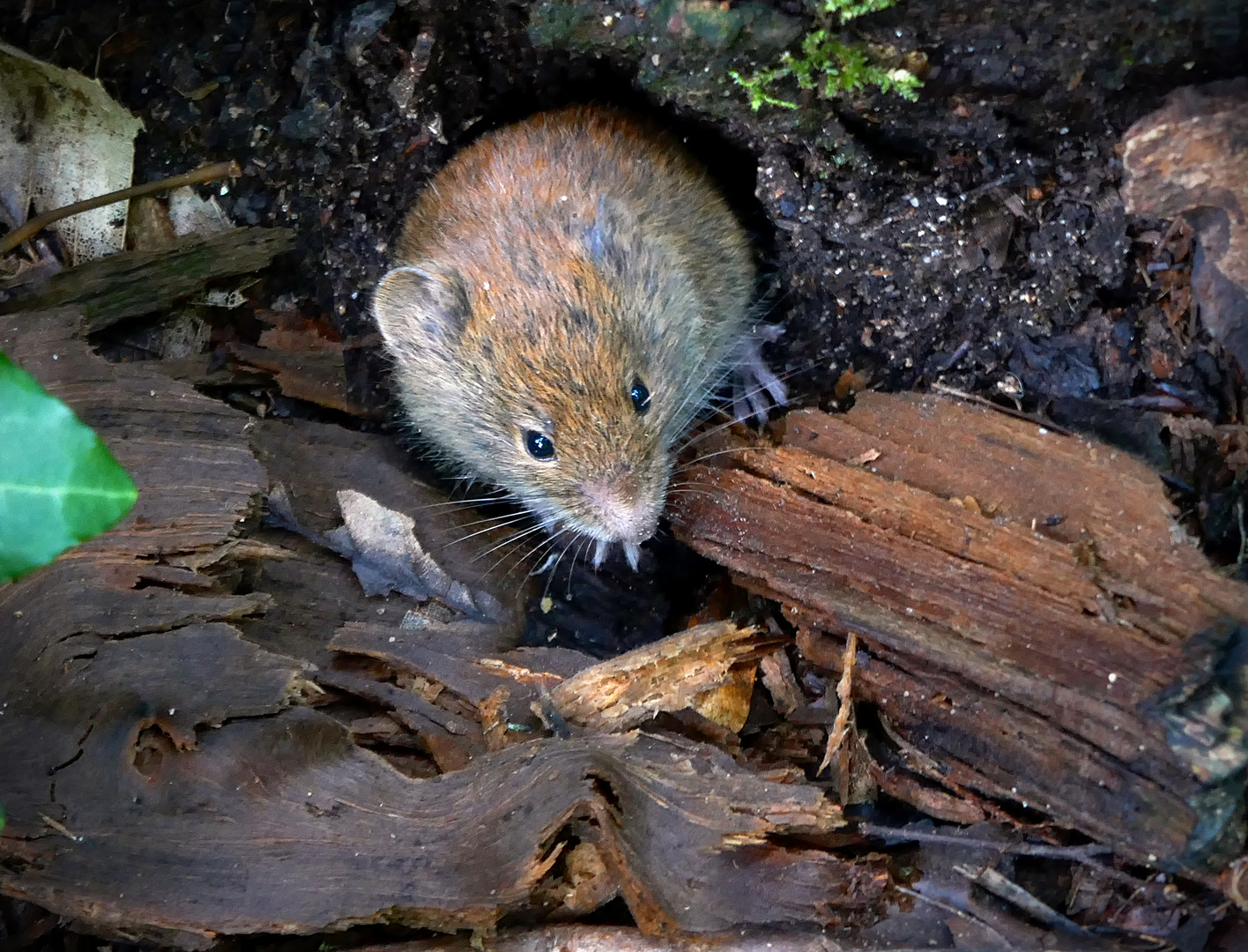 Waldmaus