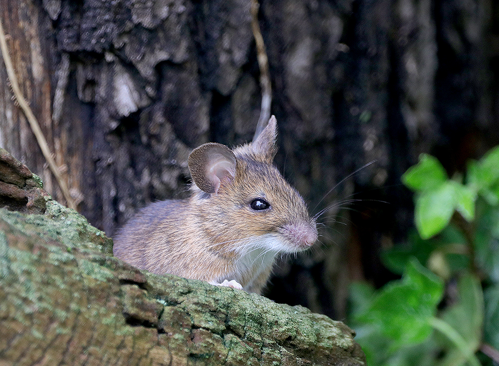 Waldmaus