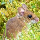 Waldmaus