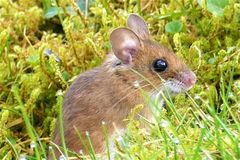 Waldmaus