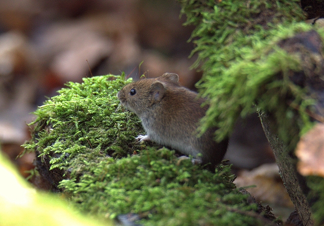 Waldmaus