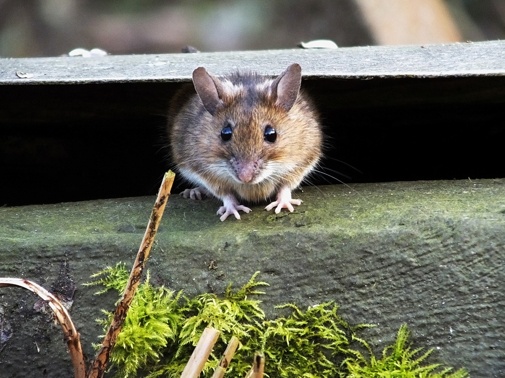 Waldmaus, die zweite