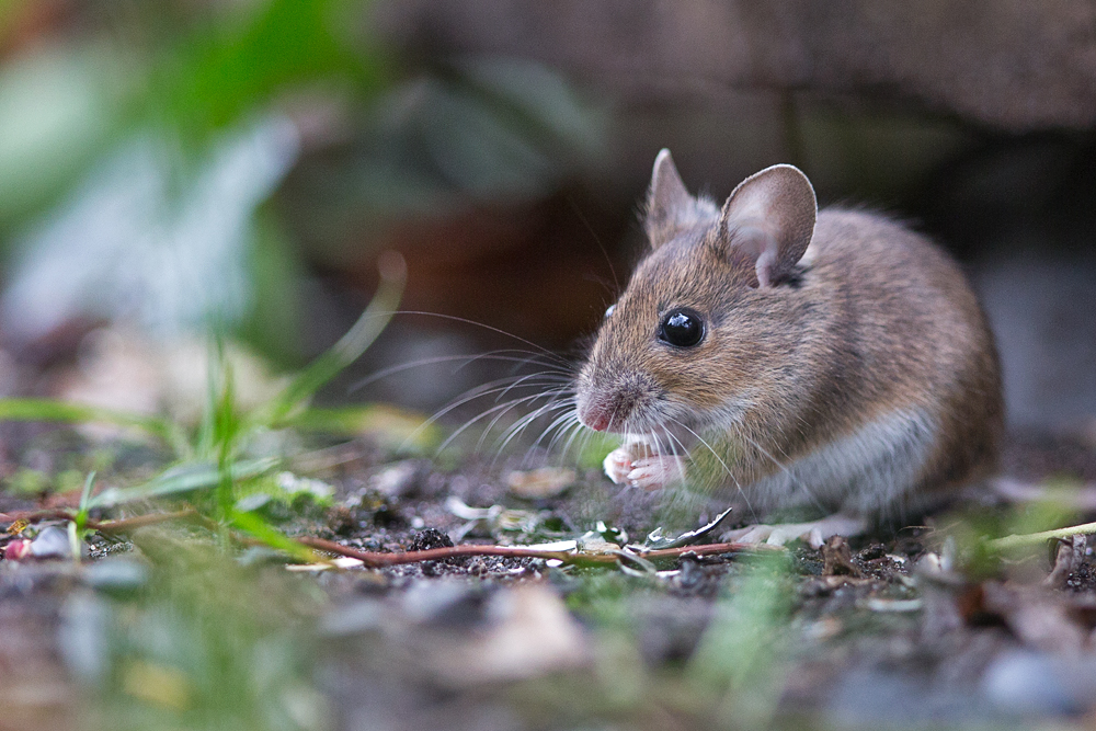 Waldmaus II