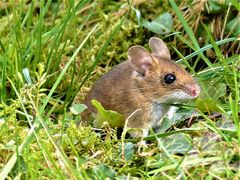 Waldmaus im Garten.