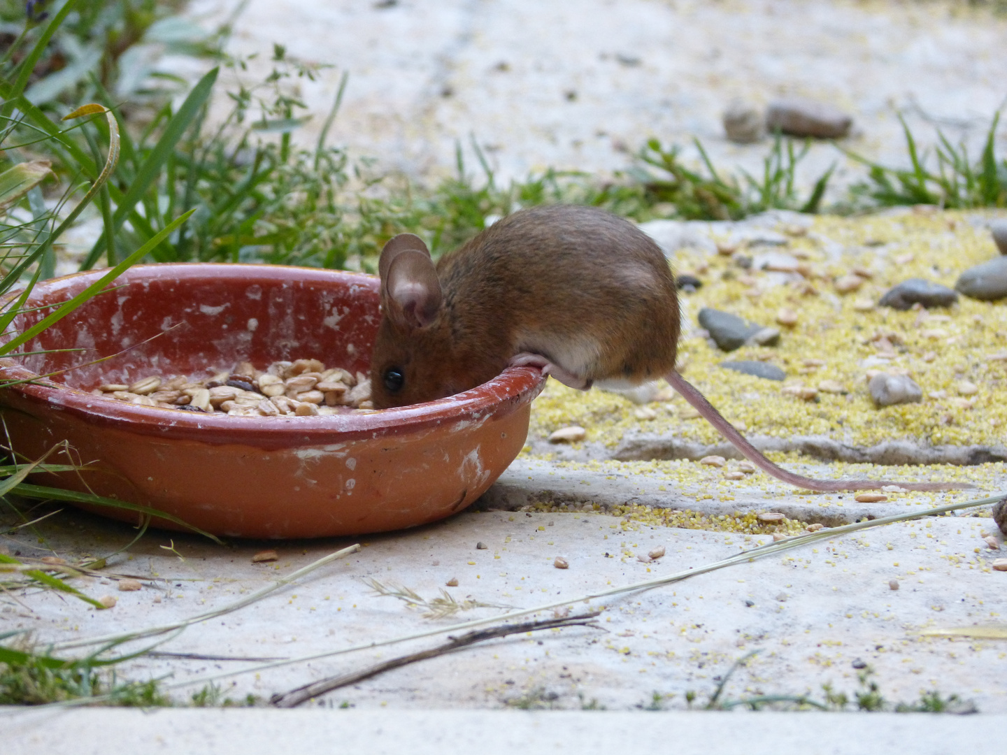 Waldmaus im Garten Foto & Bild fotos, world, natur Bilder auf