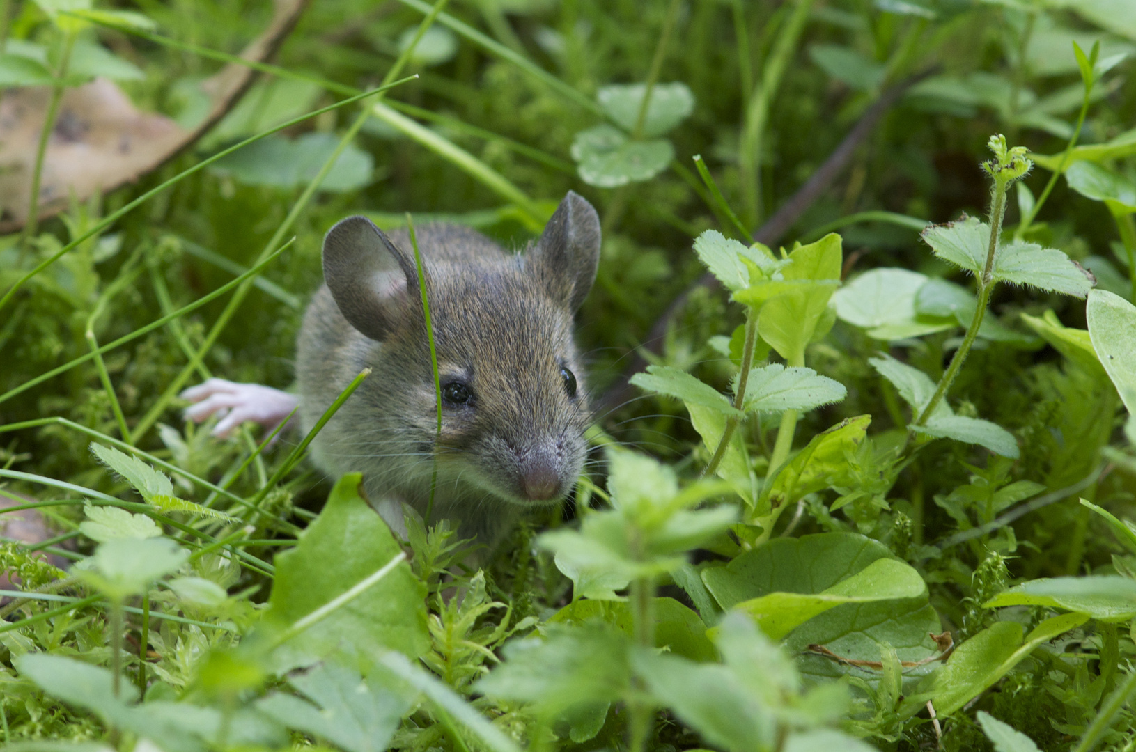 Waldmaus im Gras