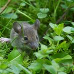 Waldmaus im Gras