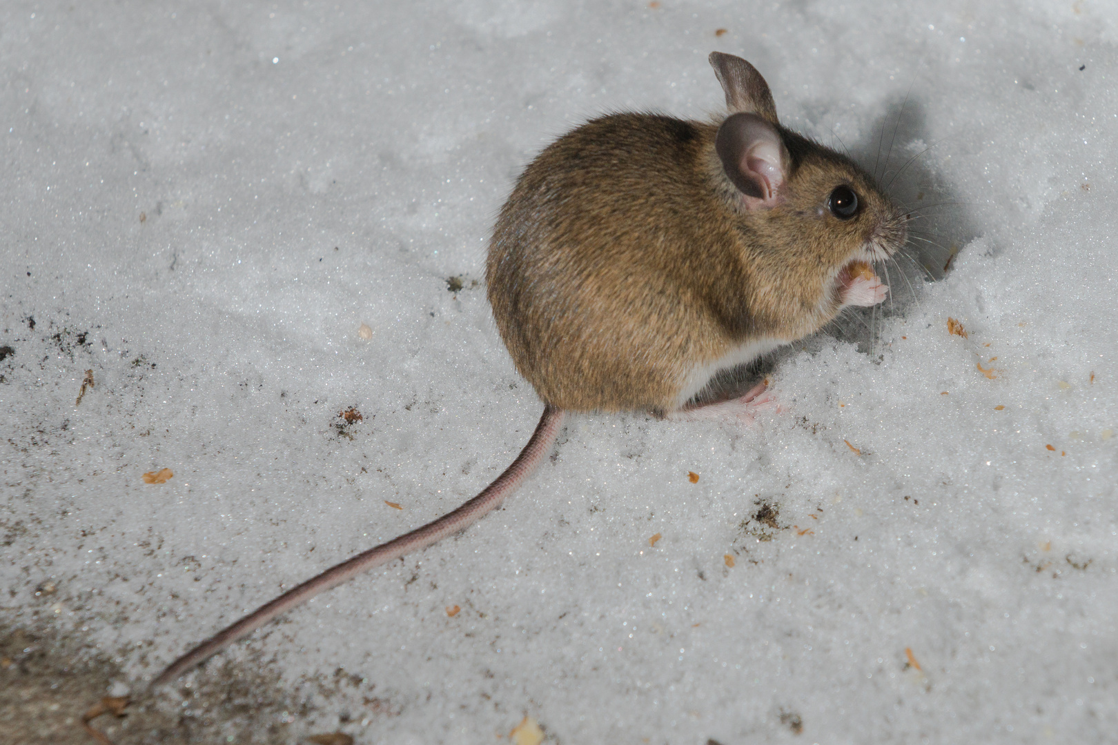 Waldmaus im Schnee