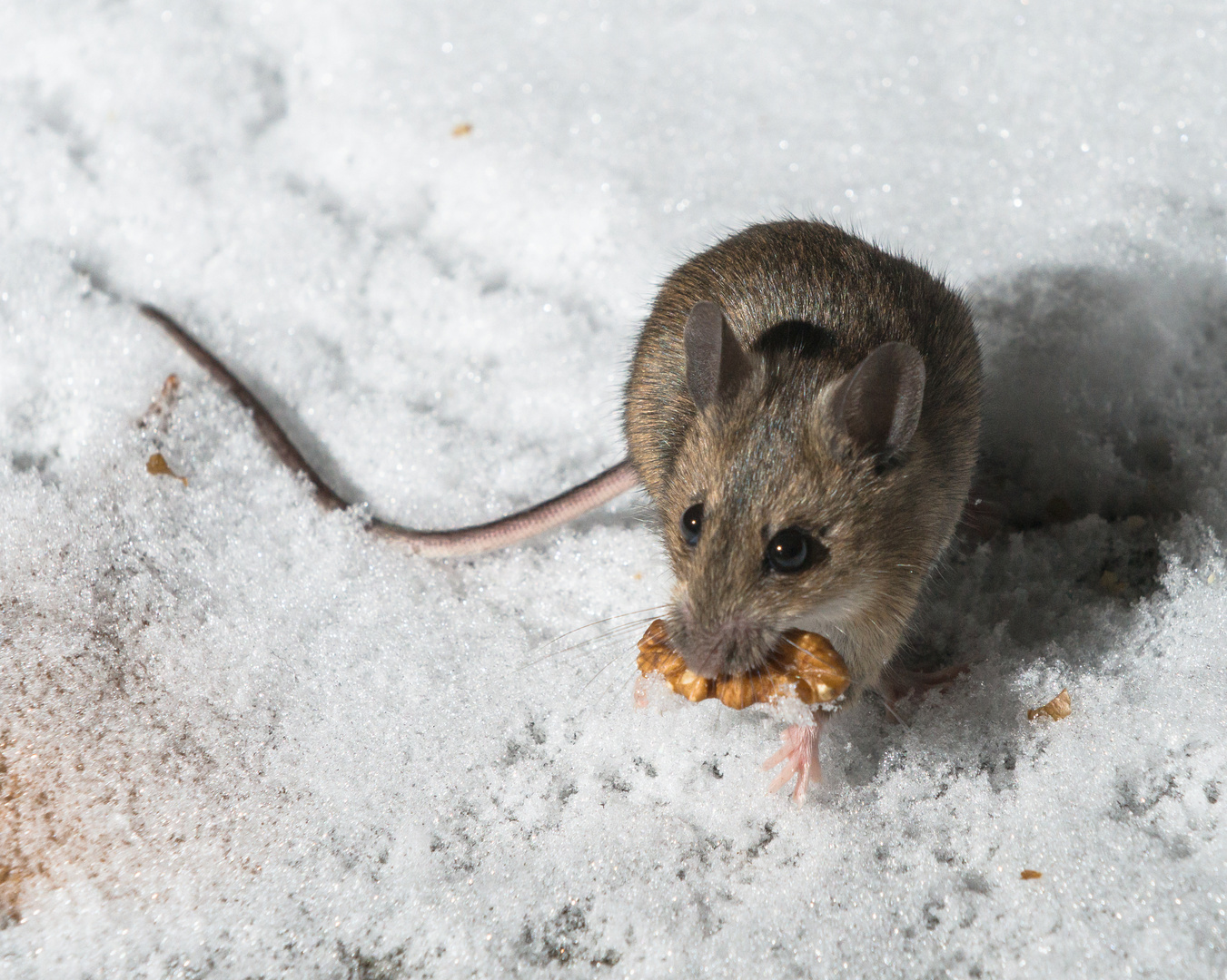 Waldmaus im Schnee (mit Walnuss)