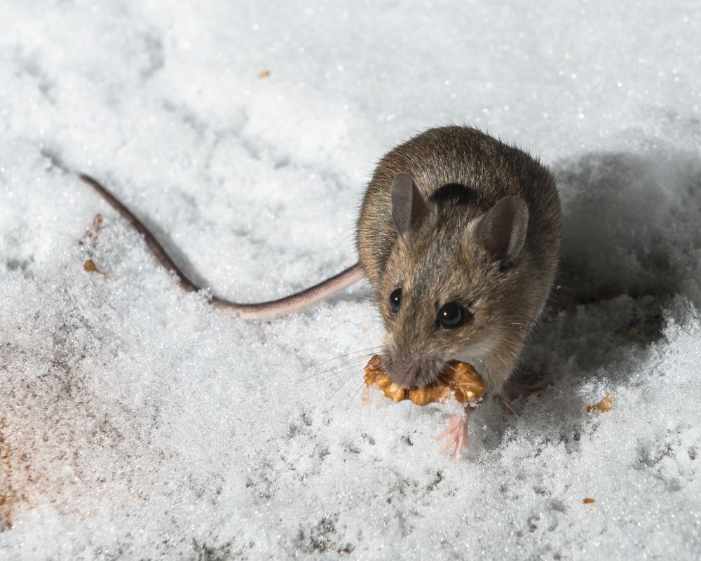 Waldmaus im Schnee (mit Walnuss) Foto & Bild tiere maus