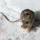 Waldmaus im Schnee (mit Walnuss)